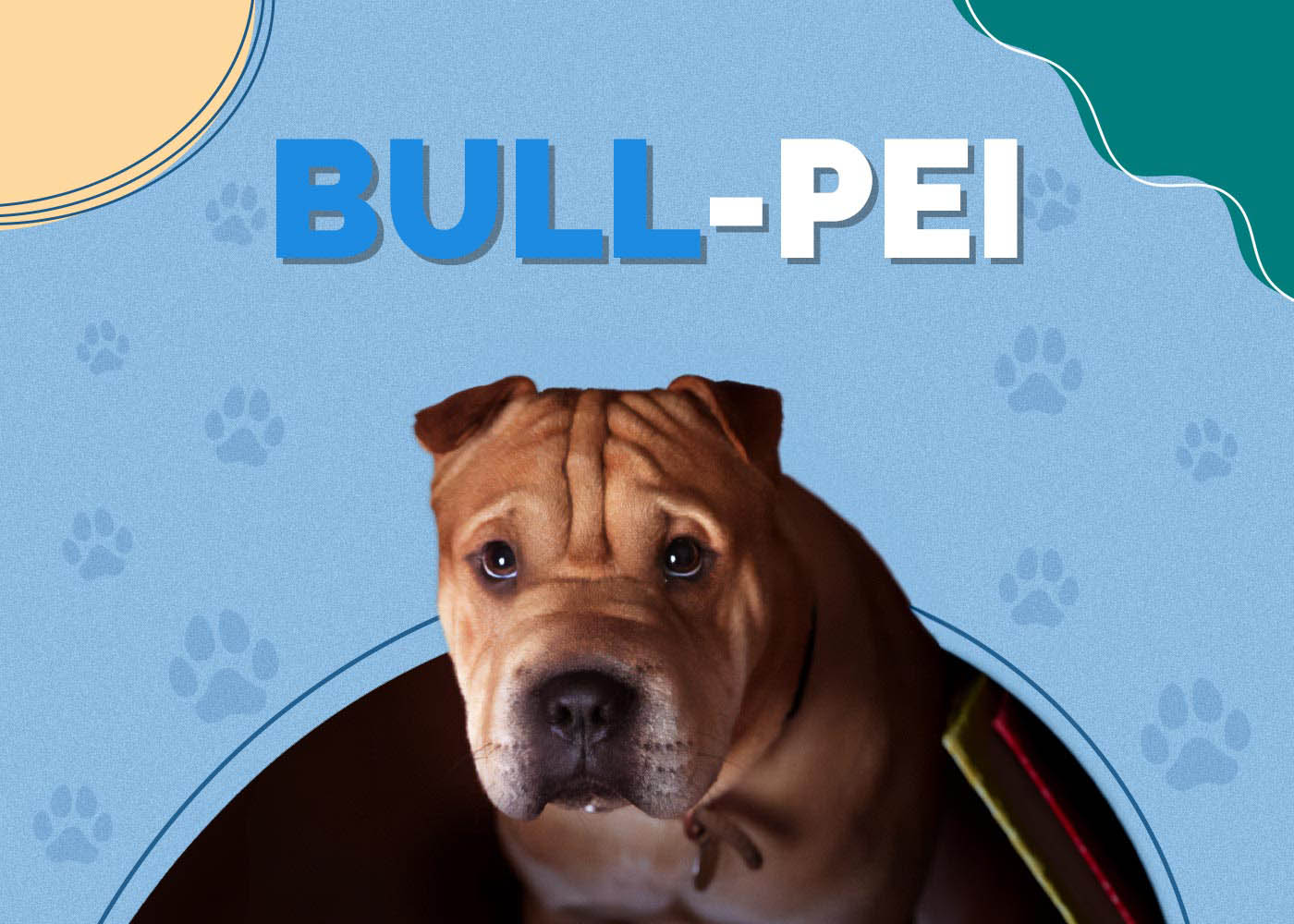 Bull-Pei (English Bulldog & Shar-Pei Mix): Info, Pictures, Characteristics & Facts