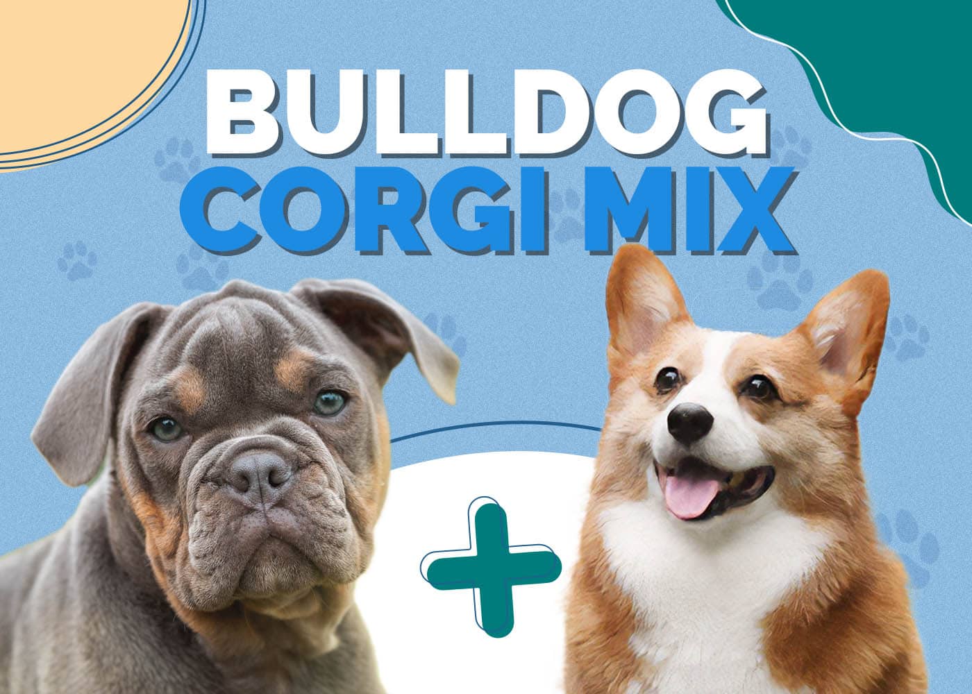 Bulldog Corgi Mix: Info, Pictures, Characteristics & More