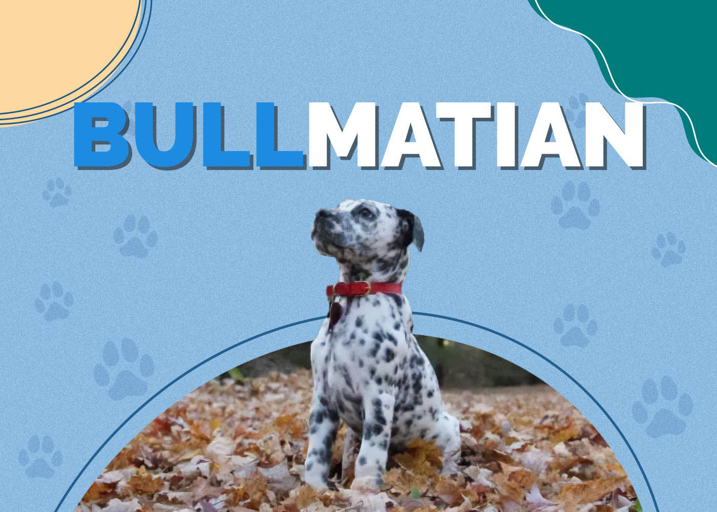 Bullmatian (Bulldog & Dalmatian Mix): Info, Pictures & More
