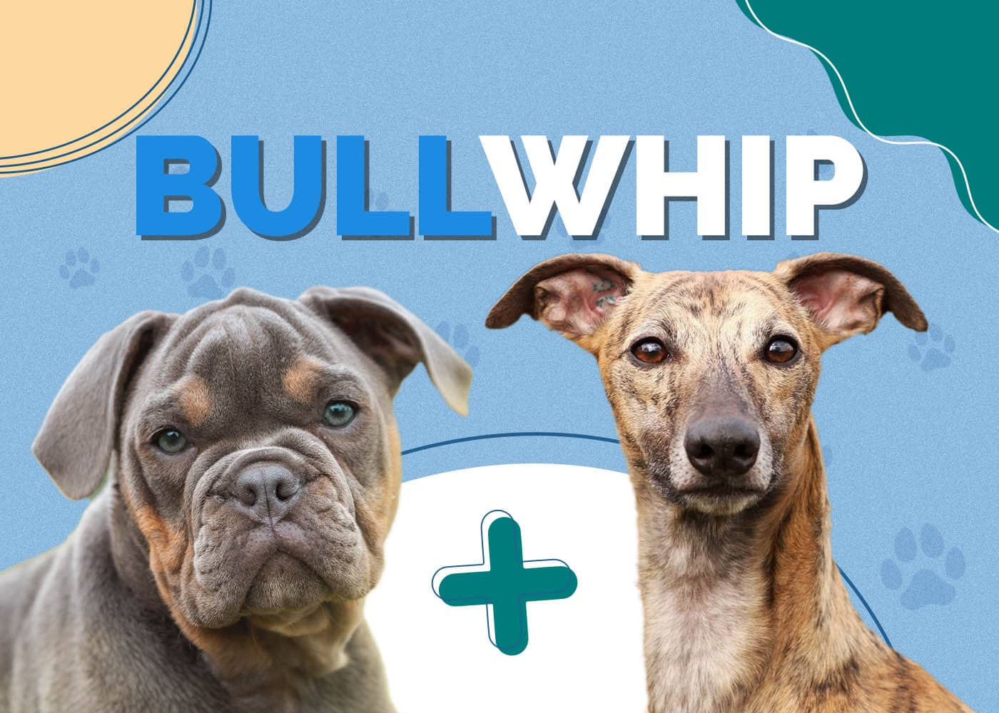 Bullwhip Dog (Whippet Bulldog Mix): Info, Pictures, Characteristics & More
