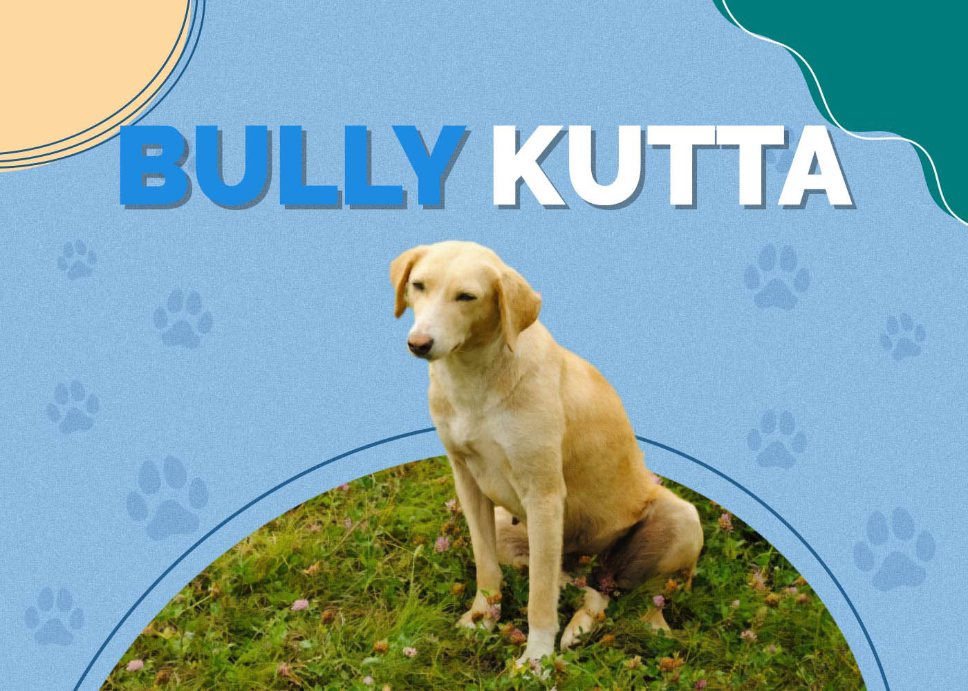 Bully Kutta: Info, Pictures, Characteristics & More