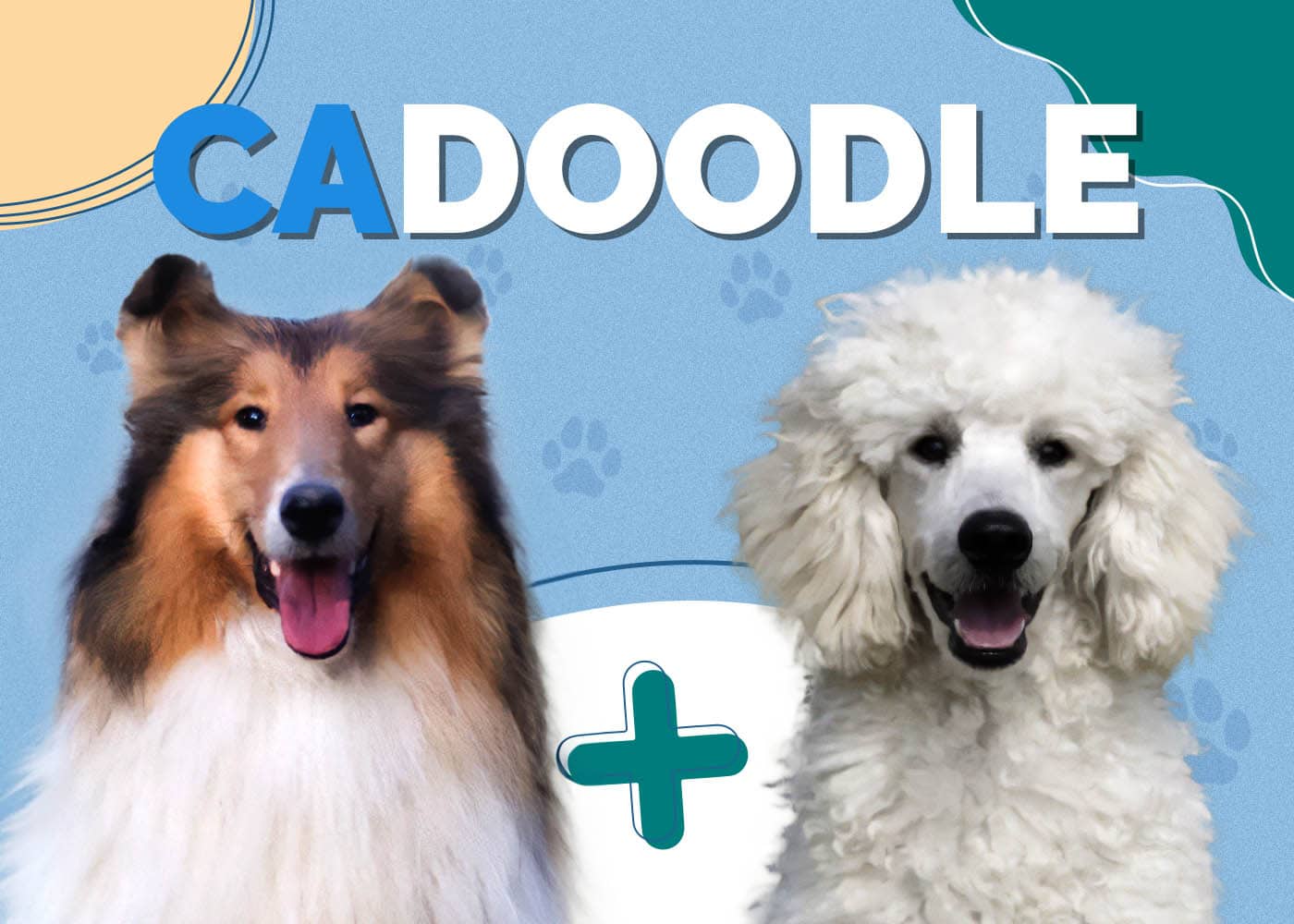Cadoodle (Collie & Poodle Mix):  Pictures, Info, Traits & Facts