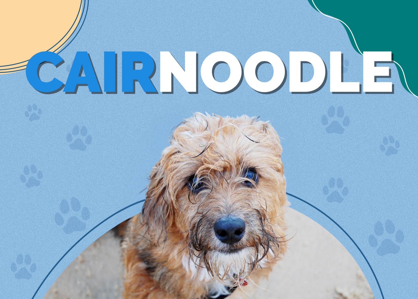Cairnoodle (Cairn Terrier & Miniature Poodle Mix): Info, Pictures, Characteristics & Facts