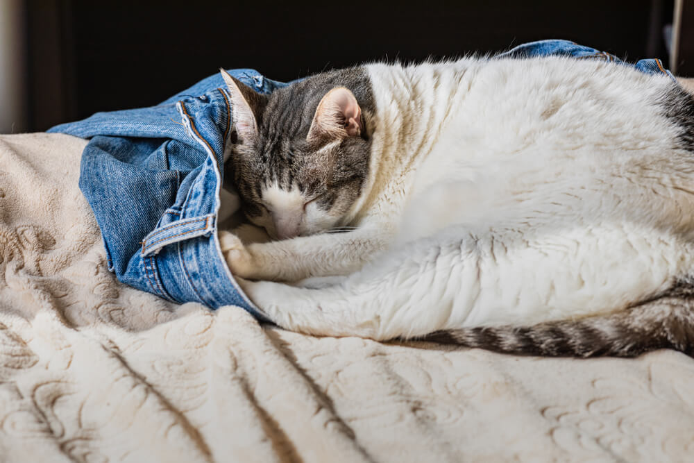 Why Does My Cat Lie on My Clothes? 7 Possible Reasons (Vet-Reviewed)