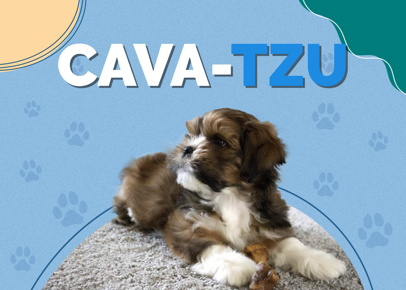 Cava-Tzu (King Charles Spaniel & Shih-Tzu Mix): Info, Pictures, Characteristics & Facts