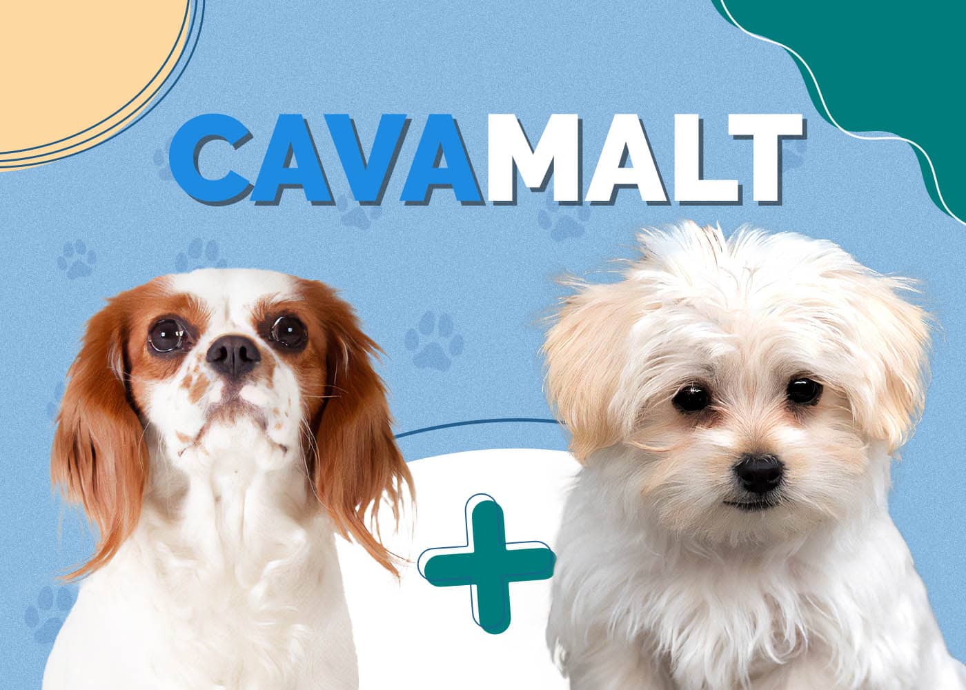 CavaMalt (Cavalier King Charles Spaniel & Maltese Mix): Info, Pictures, Characteristics & More