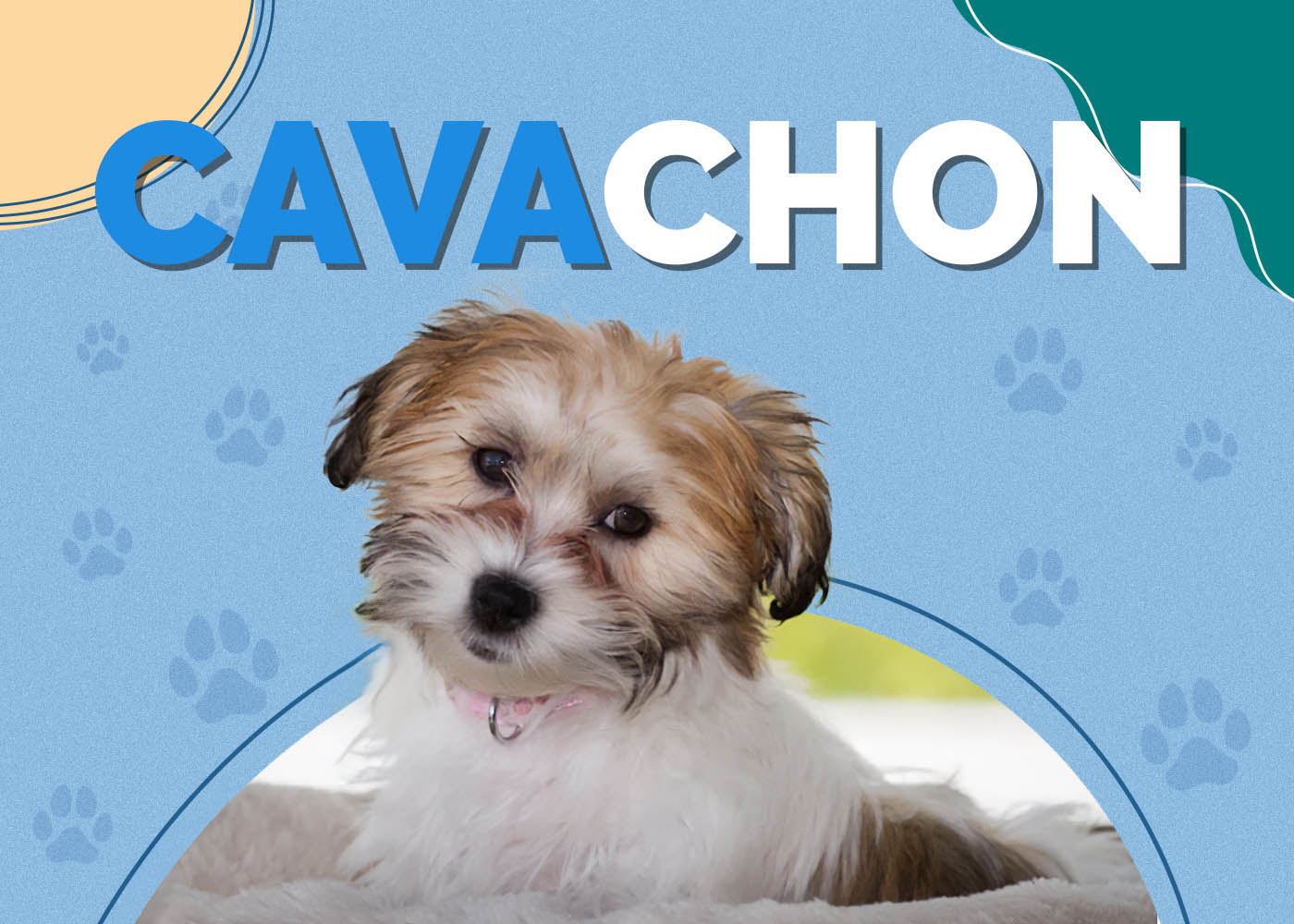 Cavachon (Bichon Frise & Cavalier King Charles Mix): Info, Pictures, Characteristics & Facts