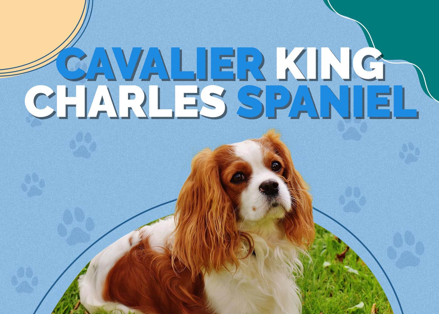 Cavalier King Charles Spaniel Dog Breed: Info, Pictures, Characteristics & More