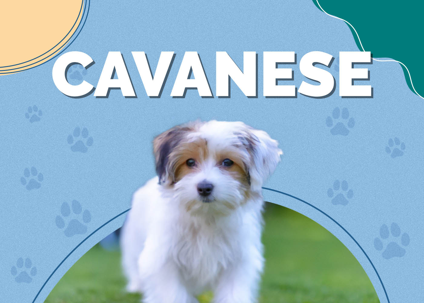 Cavanese (Cavalier King Charles Spaniel & Havanese Mix): Pictures, Info, Traits & Care