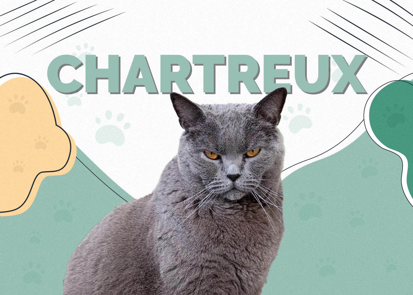 Chartreux Cat Breed: Info, Pictures, Care, Traits & Facts