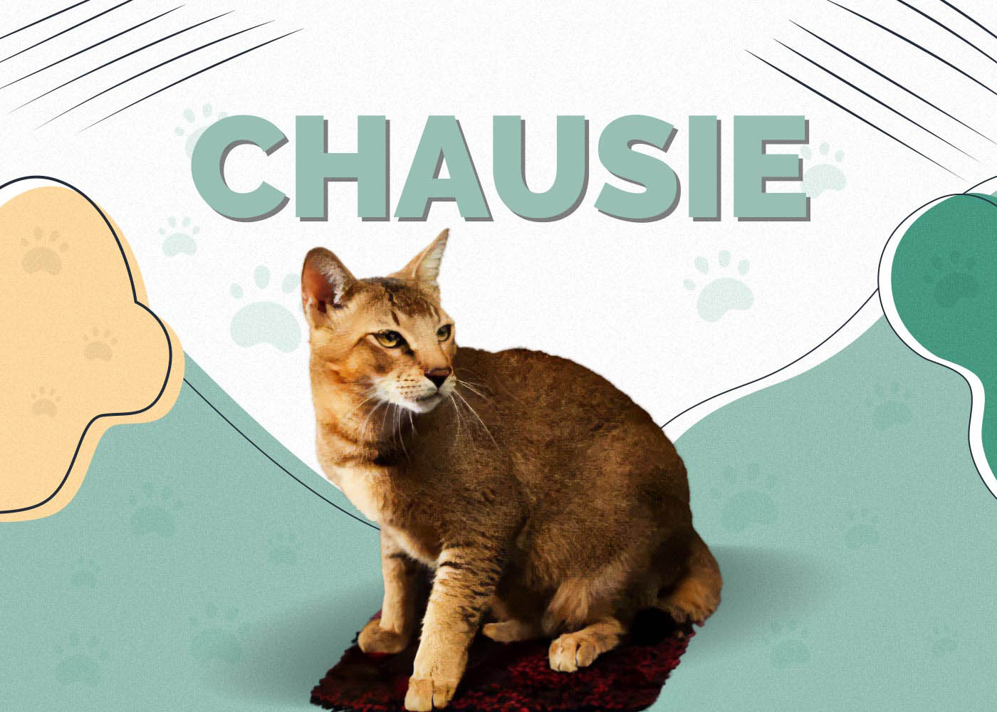 Chausie Cat Breed: Info, Pictures, Care, Traits & Facts