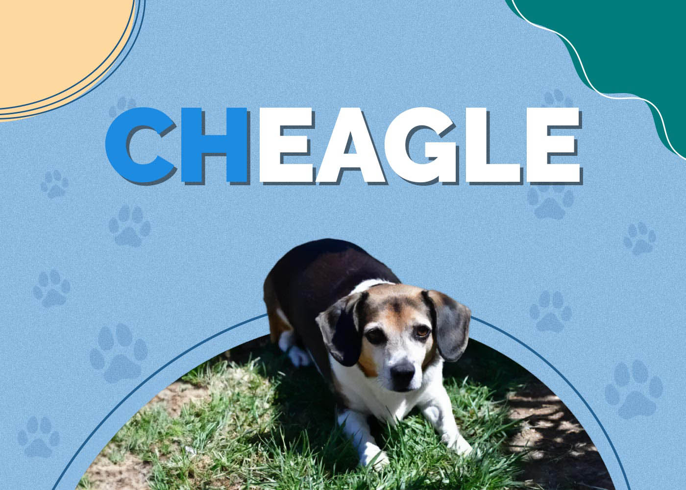 Cheagle (Chihuahua Beagle Mix): Info, Pictures, Characteristics & More