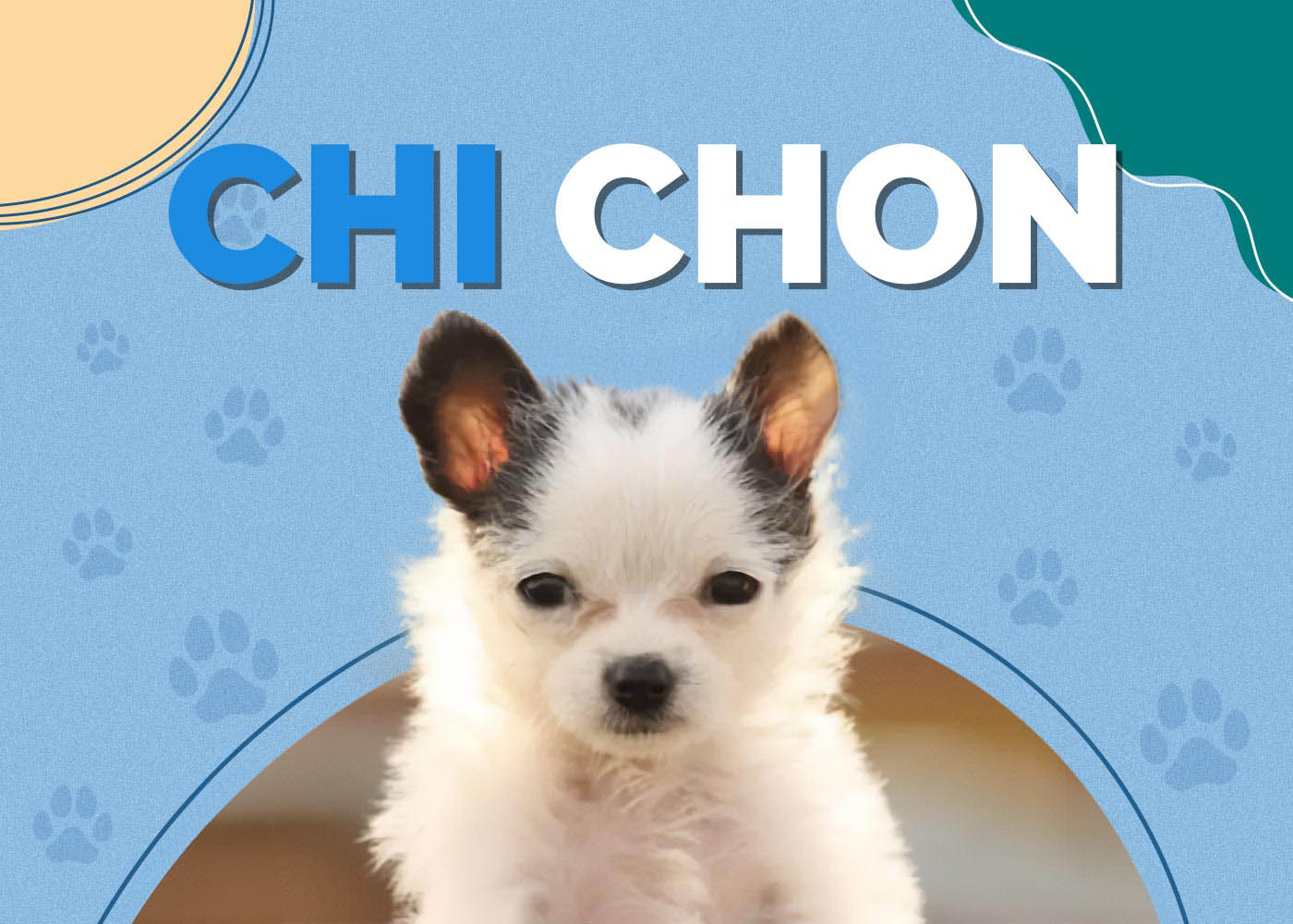 Chi Chon (Bichon and Chihuahua Mix): Breed Info, Pictures & Traits