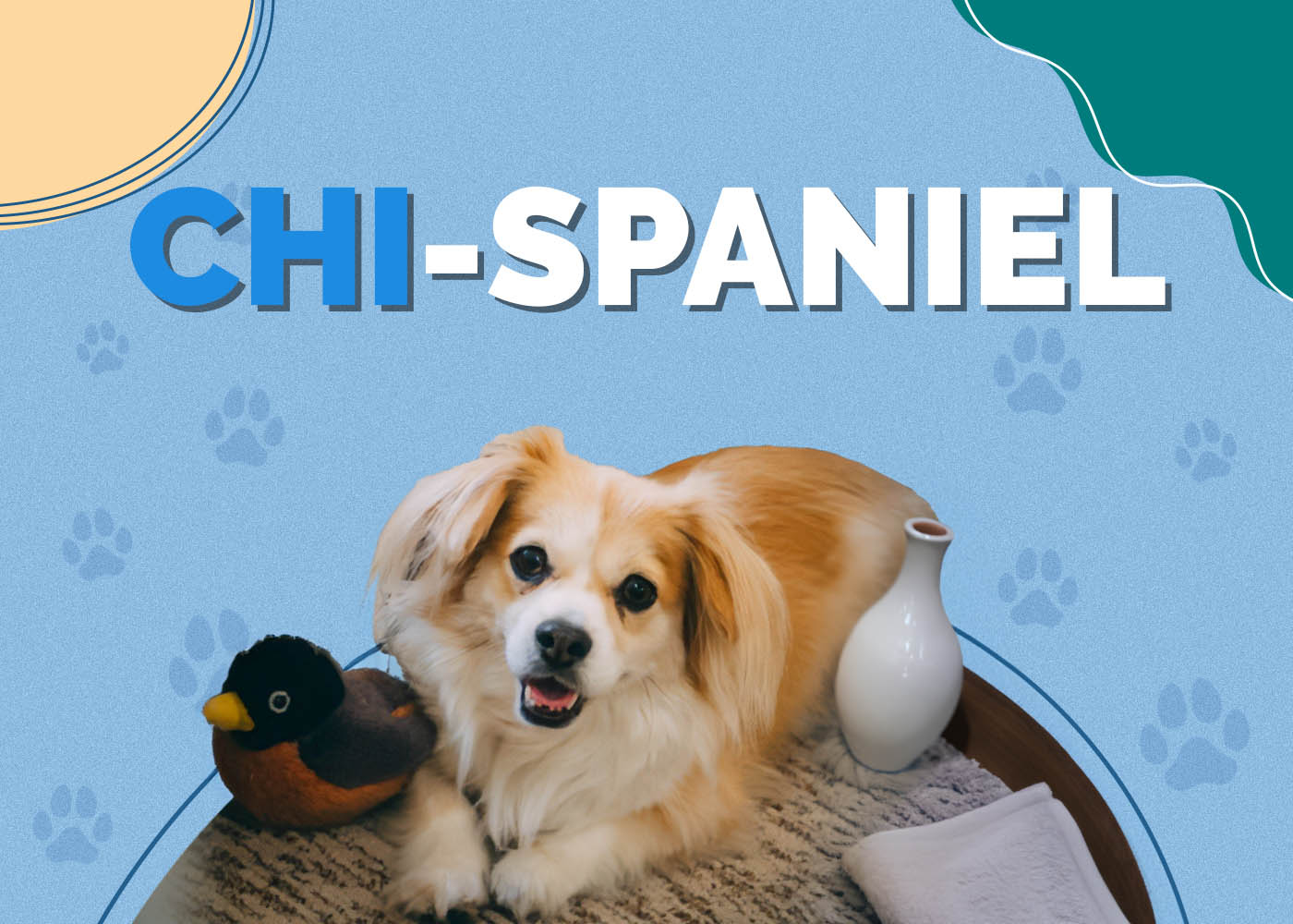 Chi-Spaniel (Chihuahua & Cocker Spaniel Mix): Info, Pictures, Characteristics & Facts