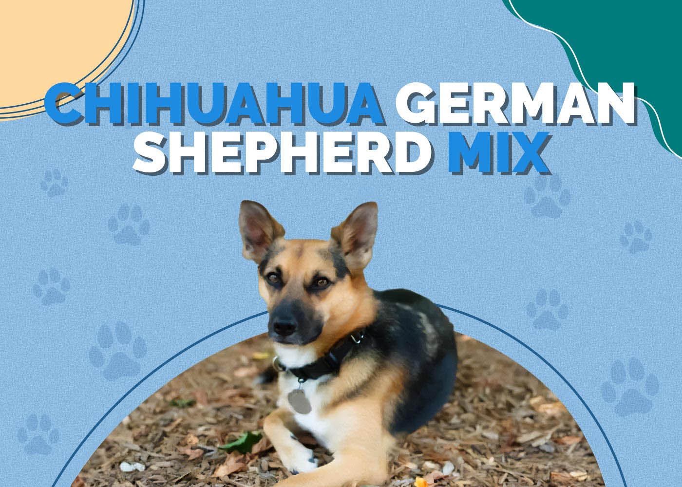 Chihuahua German Shepherd Mix Dog Breed: Info, Pictures, Care & More