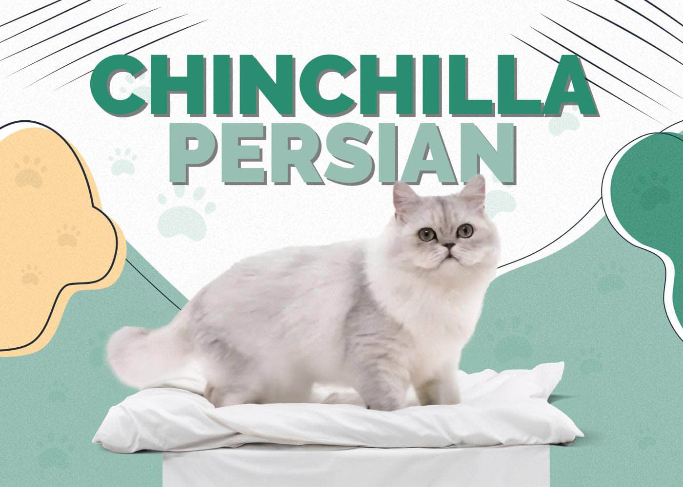 Chinchilla Persian Cat: Facts, Origin & History