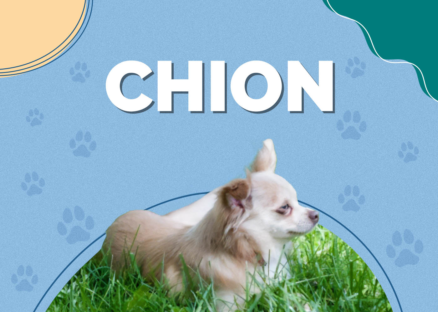 Chion (Chihuahua & Papillon Mix): Info, Pictures, Characteristics & Facts