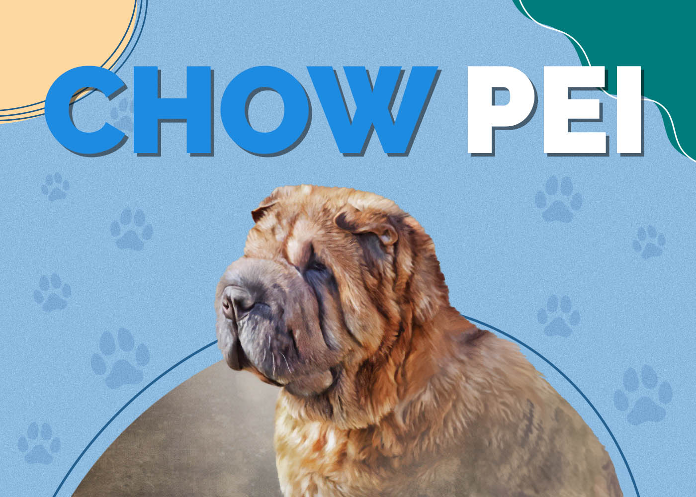 Chow Pei (Chow Chow & Shar Pei Mix): Info, Pictures, Characteristics & Facts