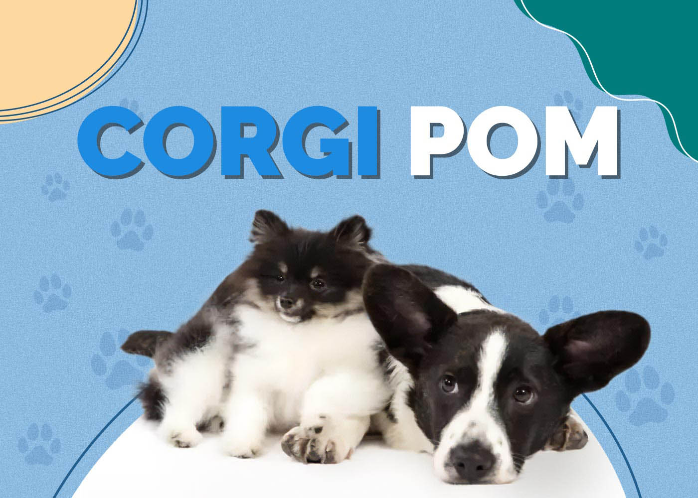 Corgi Pom (Corgi & Pomeranian Mix): Info, Pictures, Traits & More