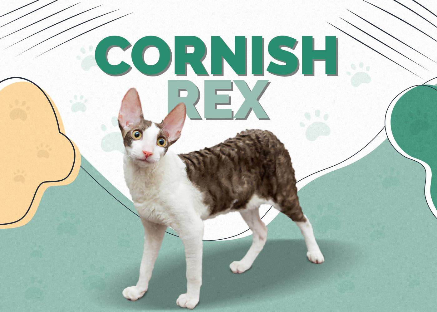 Cornish Rex Cat Breed: Info, Pictures, Care, Traits & Facts