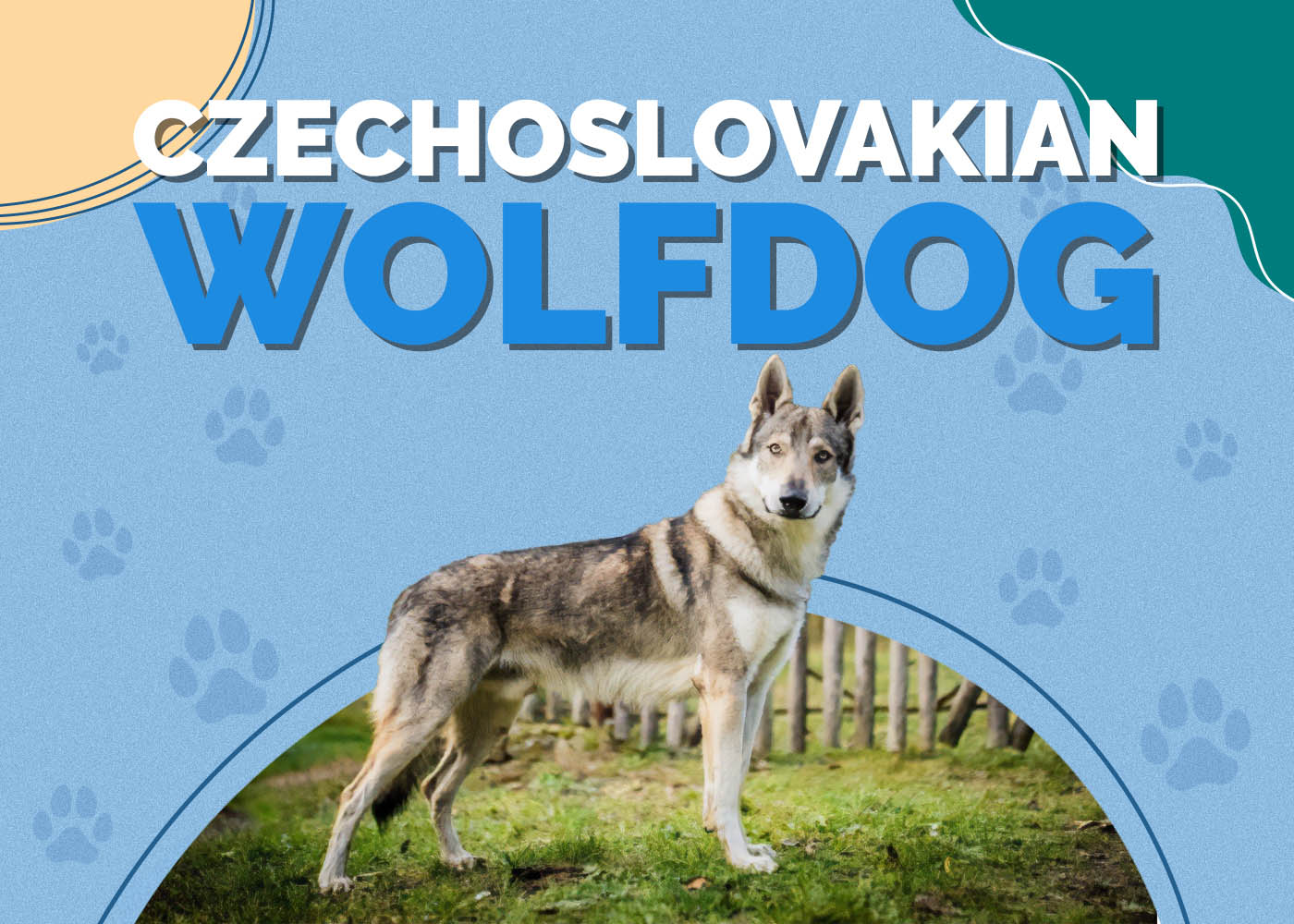 Czechoslovakian Wolfdog (Czechoslovakian Vlcak): Info, Pictures, Characteristics & Facts