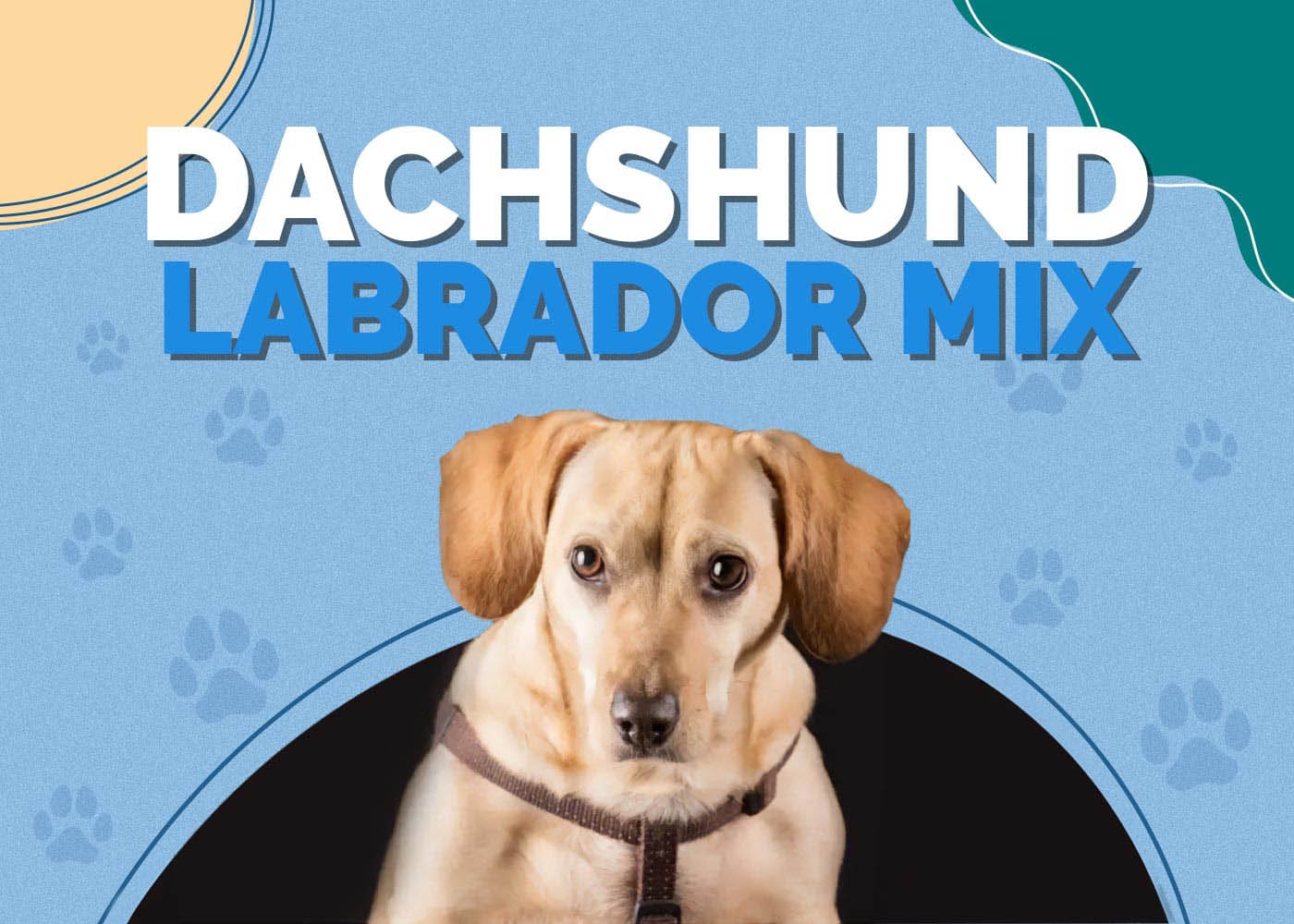 Dachshund Labrador Mix: Info, Pictures, Characteristics & More
