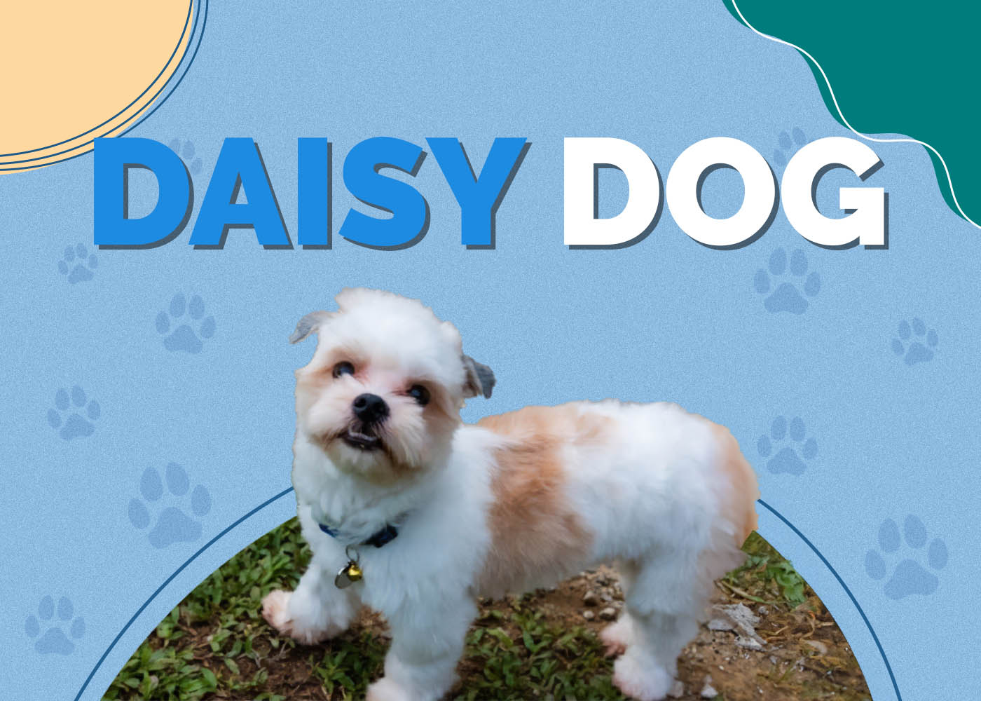 Daisy Dog: Info, Pictures, Characteristics & Facts