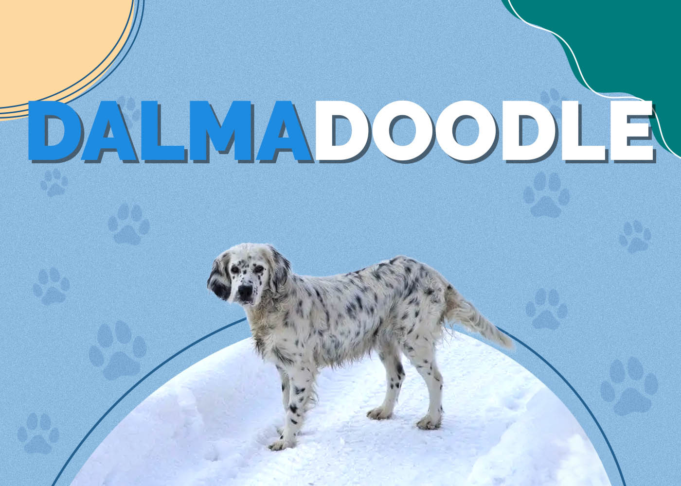 Dalmadoodle (Dalmatian & Poodle Mix): Info, Pictures, Characteristics & Facts