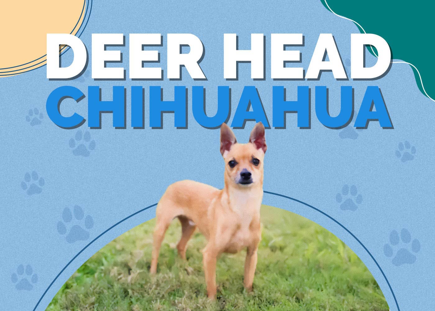 Deer Head Chihuahua: Facts, History & Origin (With Pictures)