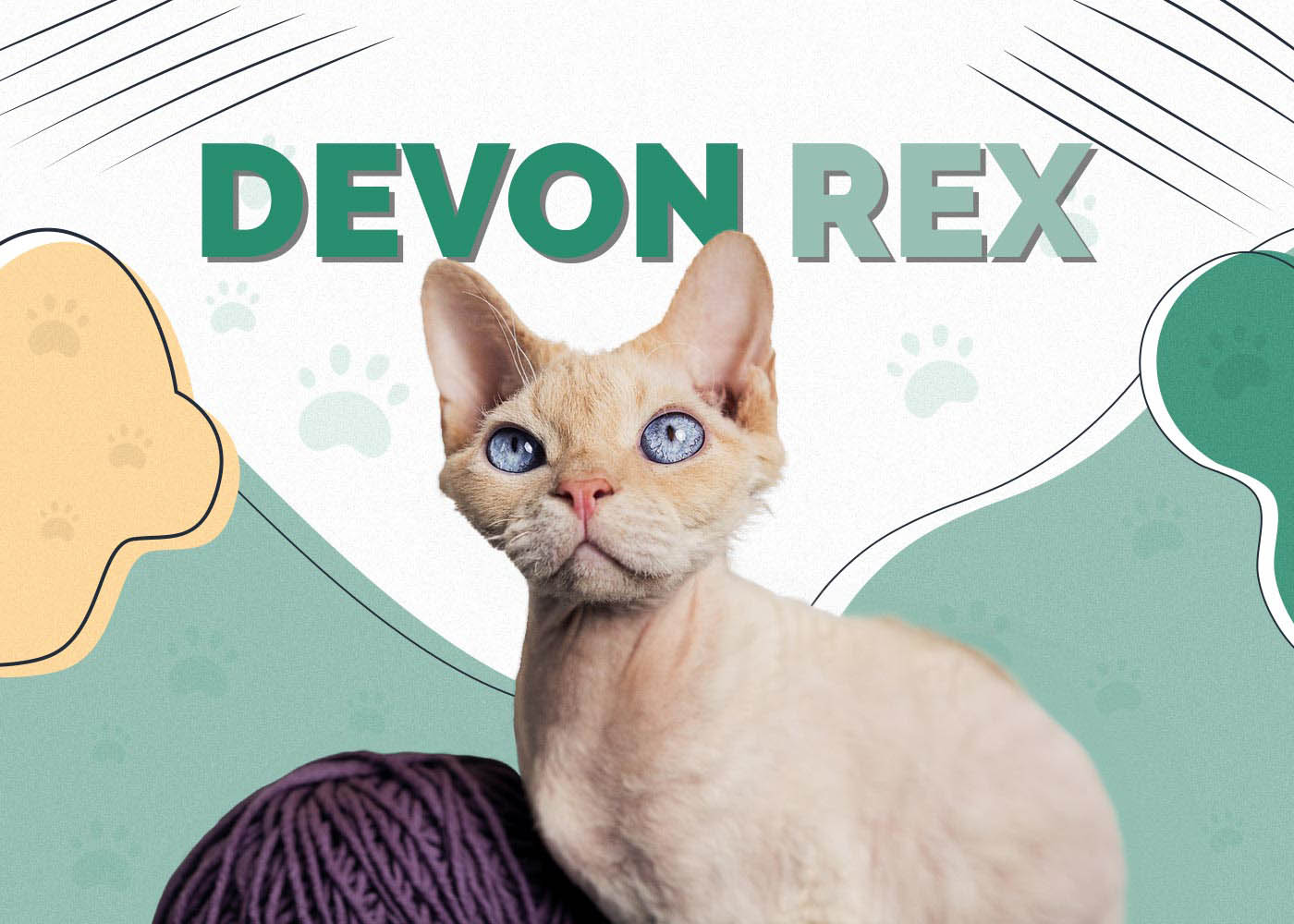 Devon Rex Cat Breed: Info, Pictures, Care, Traits & Facts