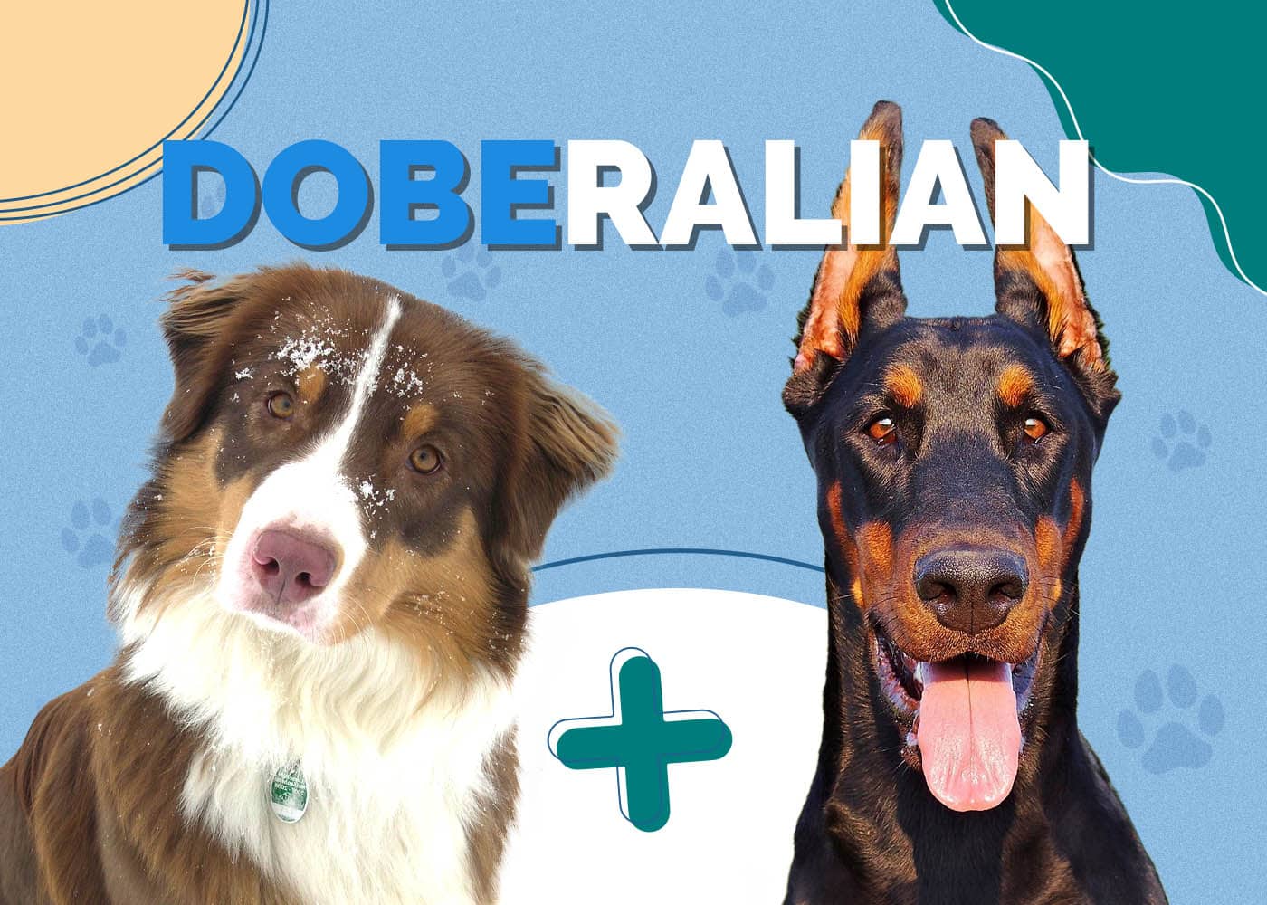 Doberman Australian Shepherd Mix (Doberalian): Info, Pictures, Characteristics & More