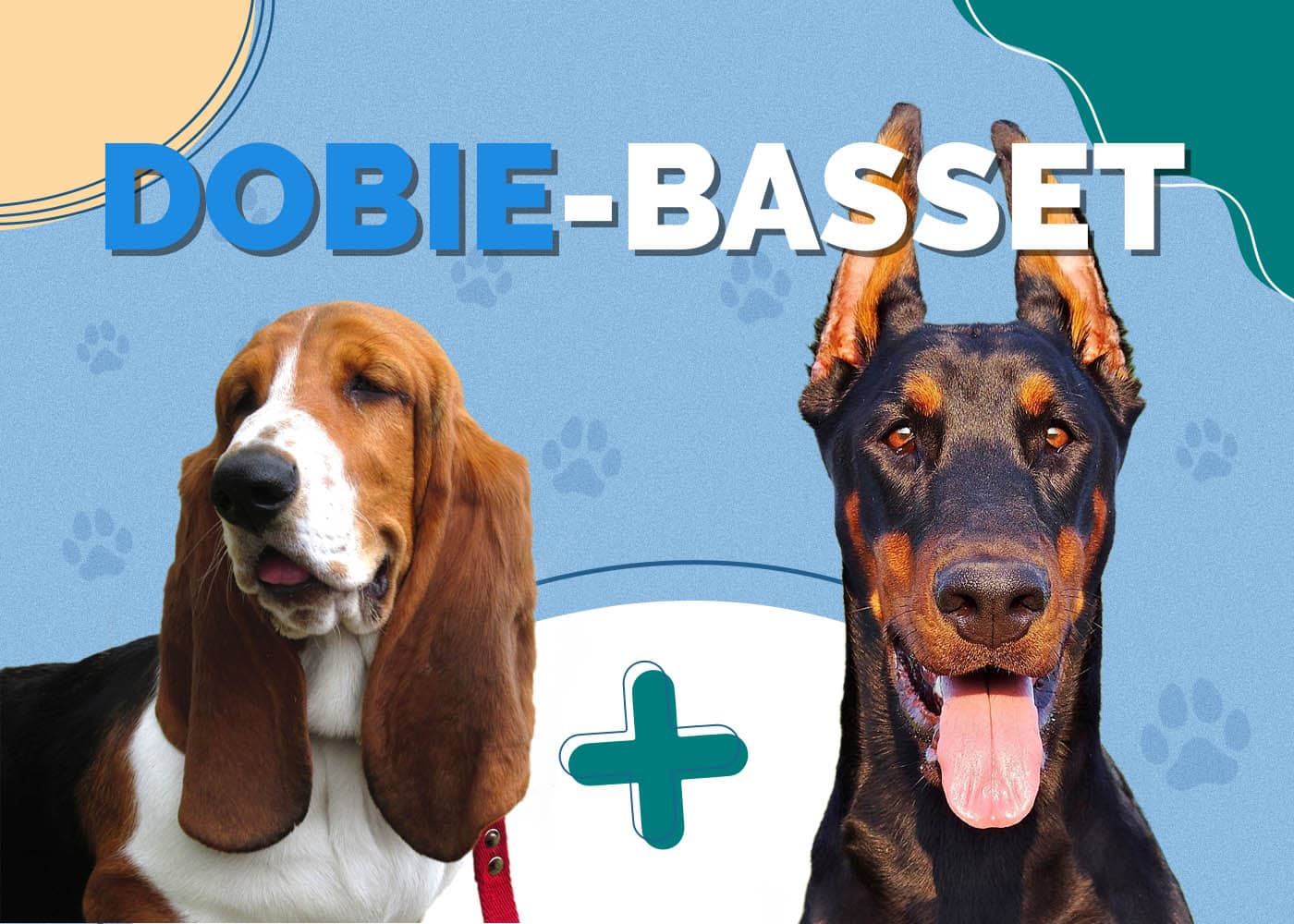 Doberman Basset Hound Mix (Dobie-Basset): Info, Pictures, Characteristics & More
