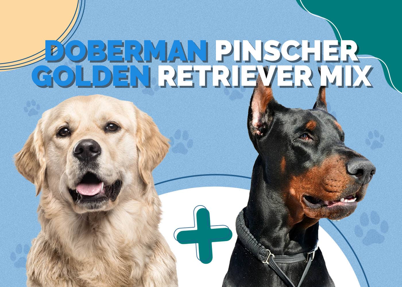 Doberman Pinscher Golden Retriever Mix: Info, Pictures, Characteristics & More
