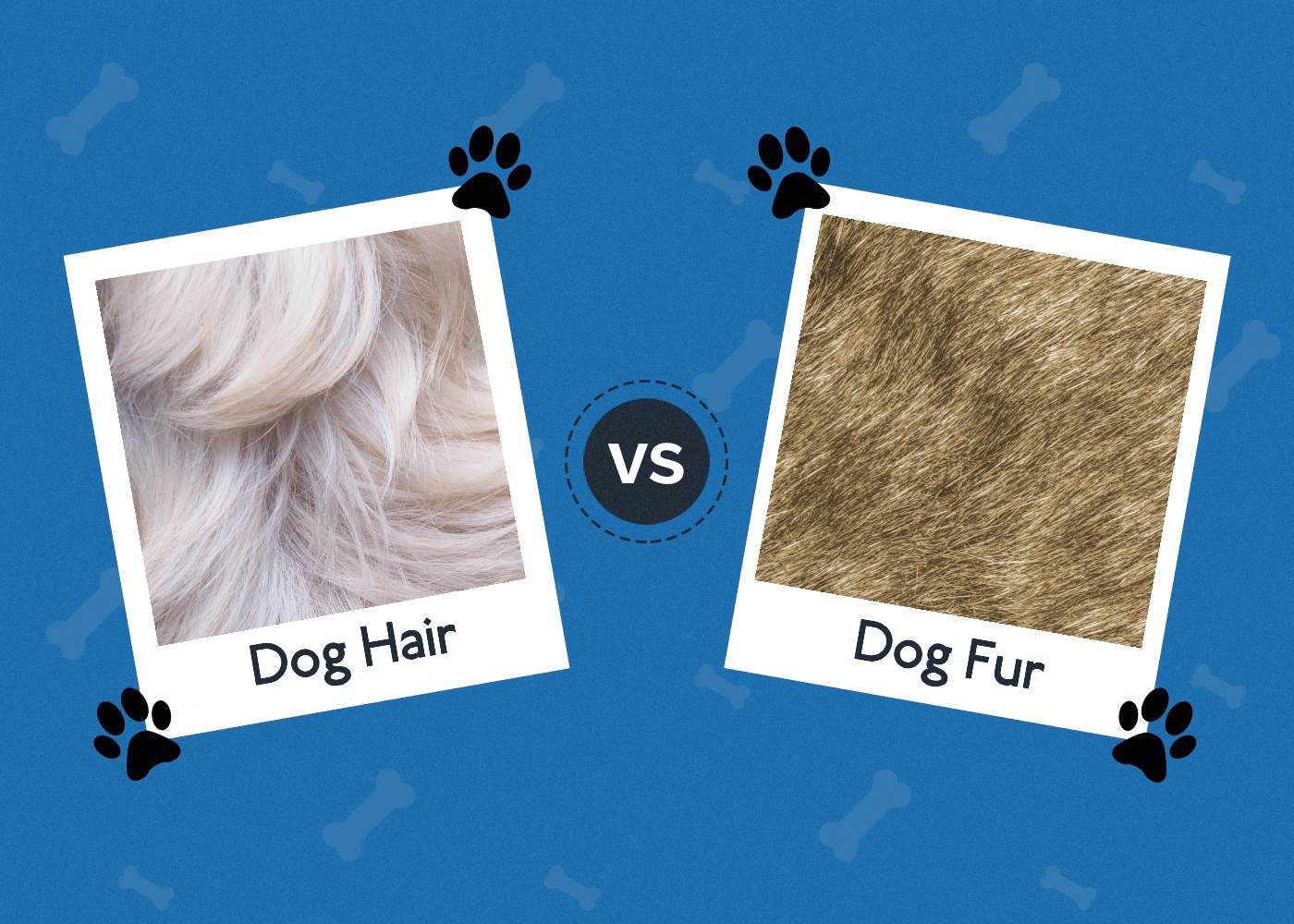 Dogs With Hair vs Fur: Vet-Reviewed Key Differences & Facts