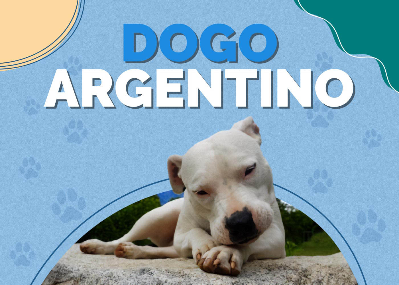 Dogo Argentino Dog Breed: Info, Pictures, Characteristics & More