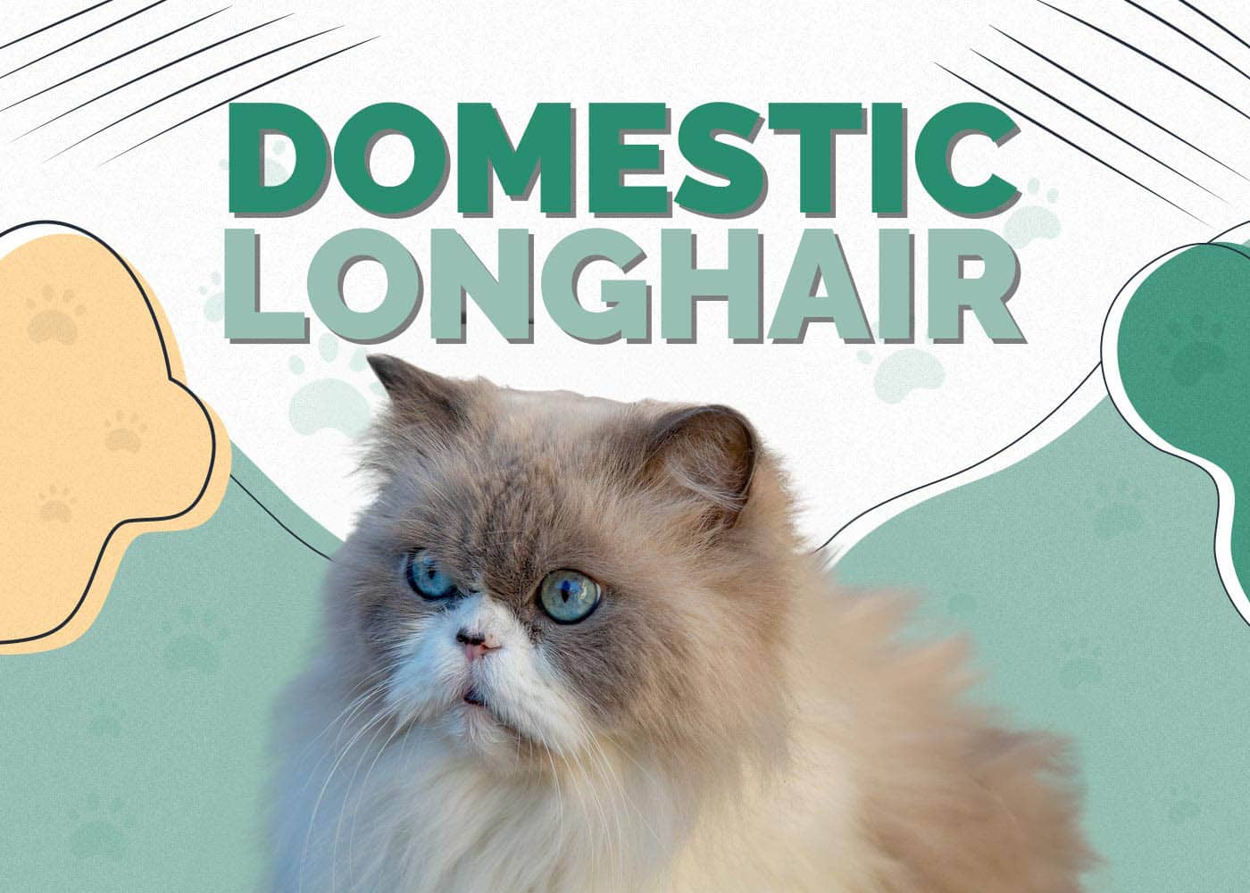 Domestic Longhair Cat Breed: Info, Pictures, Care, Traits & Facts