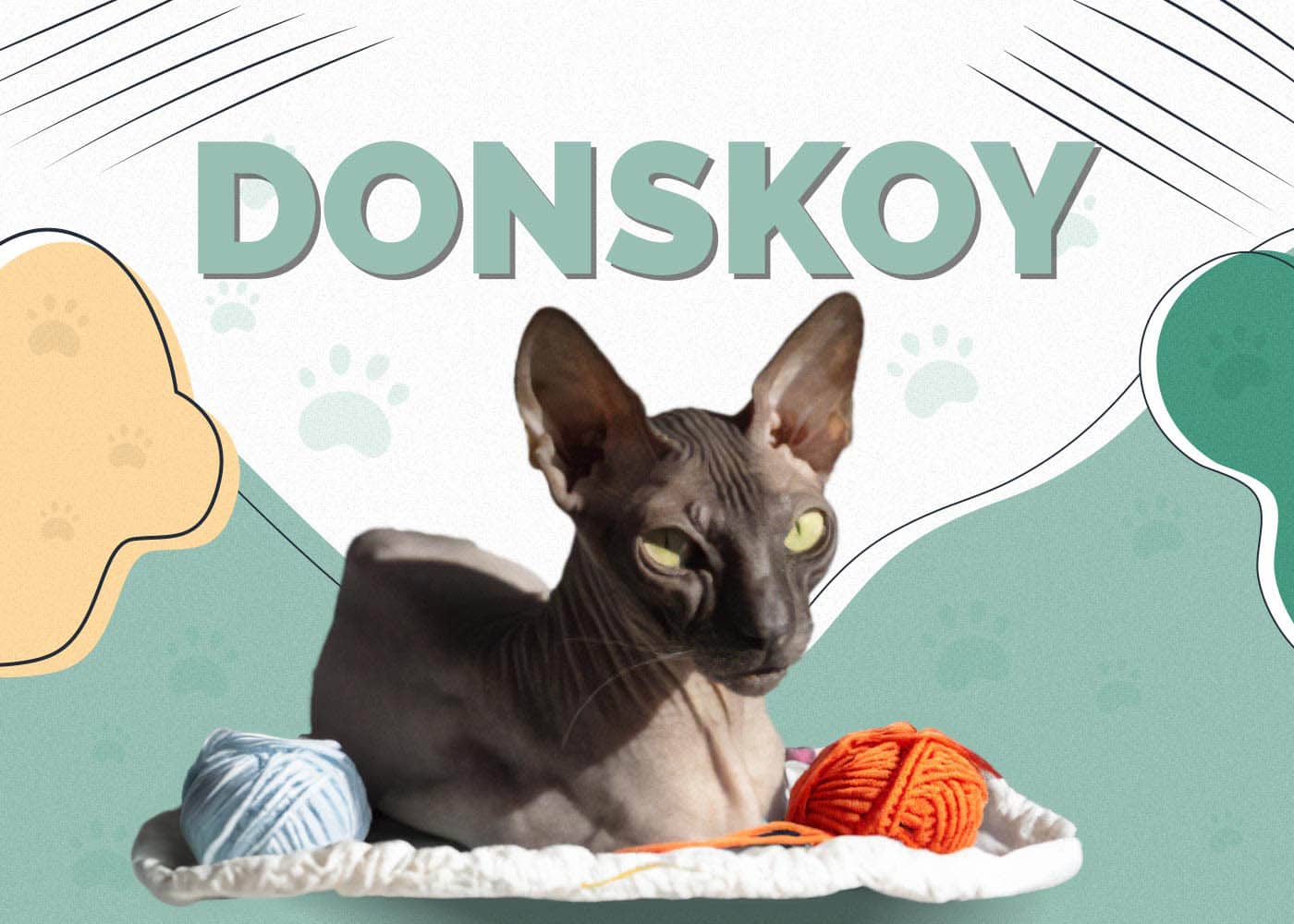 Donskoy Cat: Info, Pictures, Characteristics & Facts