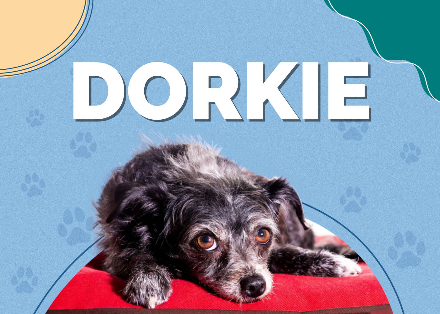 Dorkie (Yorkshire Terrier & Dachshund Mix): Info, Pictures, Characteristics & More