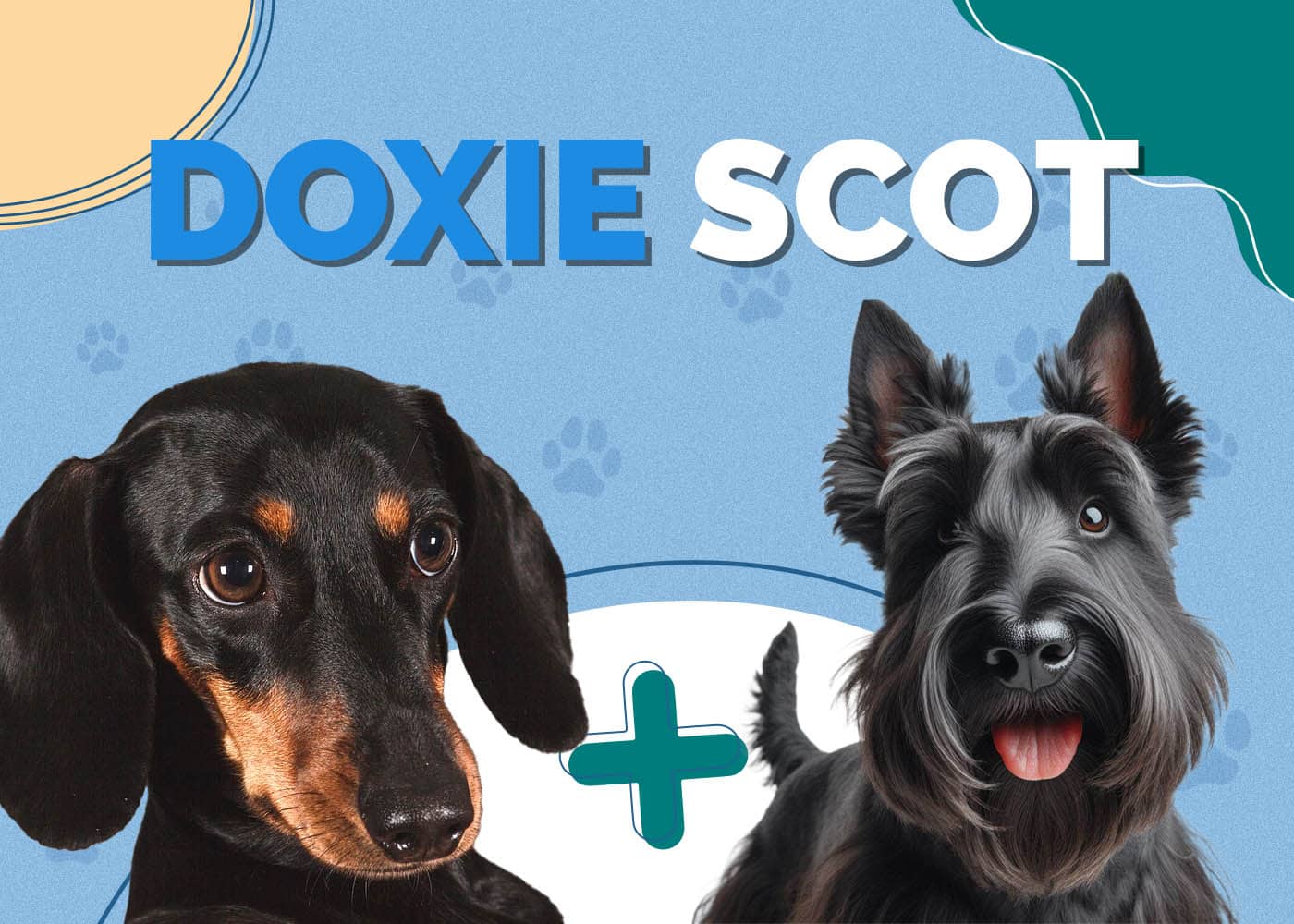 Doxie Scot (Dachshund & Scottish Terrier Mix): Info, Pictures, Characteristics & Facts
