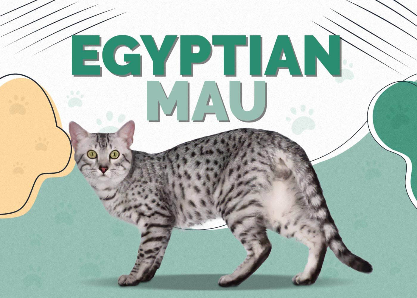 Egyptian Mau Cat Breed: Info, Pictures, Care, Traits & Facts