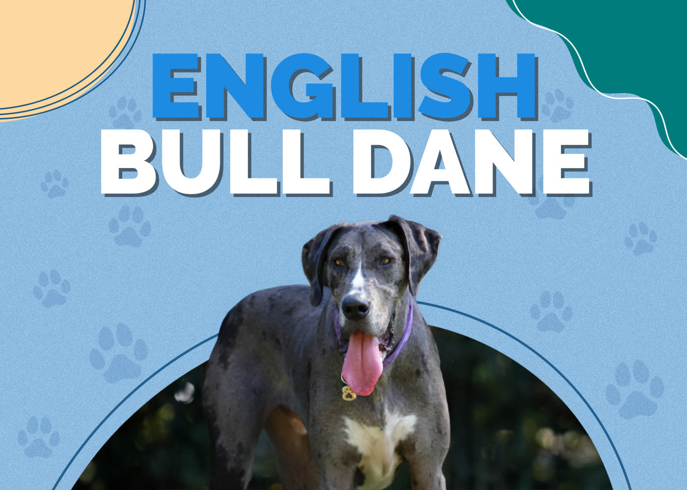 English Bull Dane (English Bulldog & Great Dane Mix): Info, Pictures, Facts