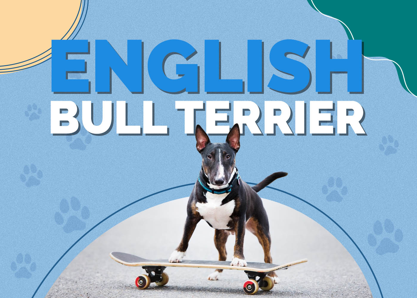 English Bull Terrier (English Bulldog & Bull Terrier Mix): Info, Pictures, Characteristics & Facts