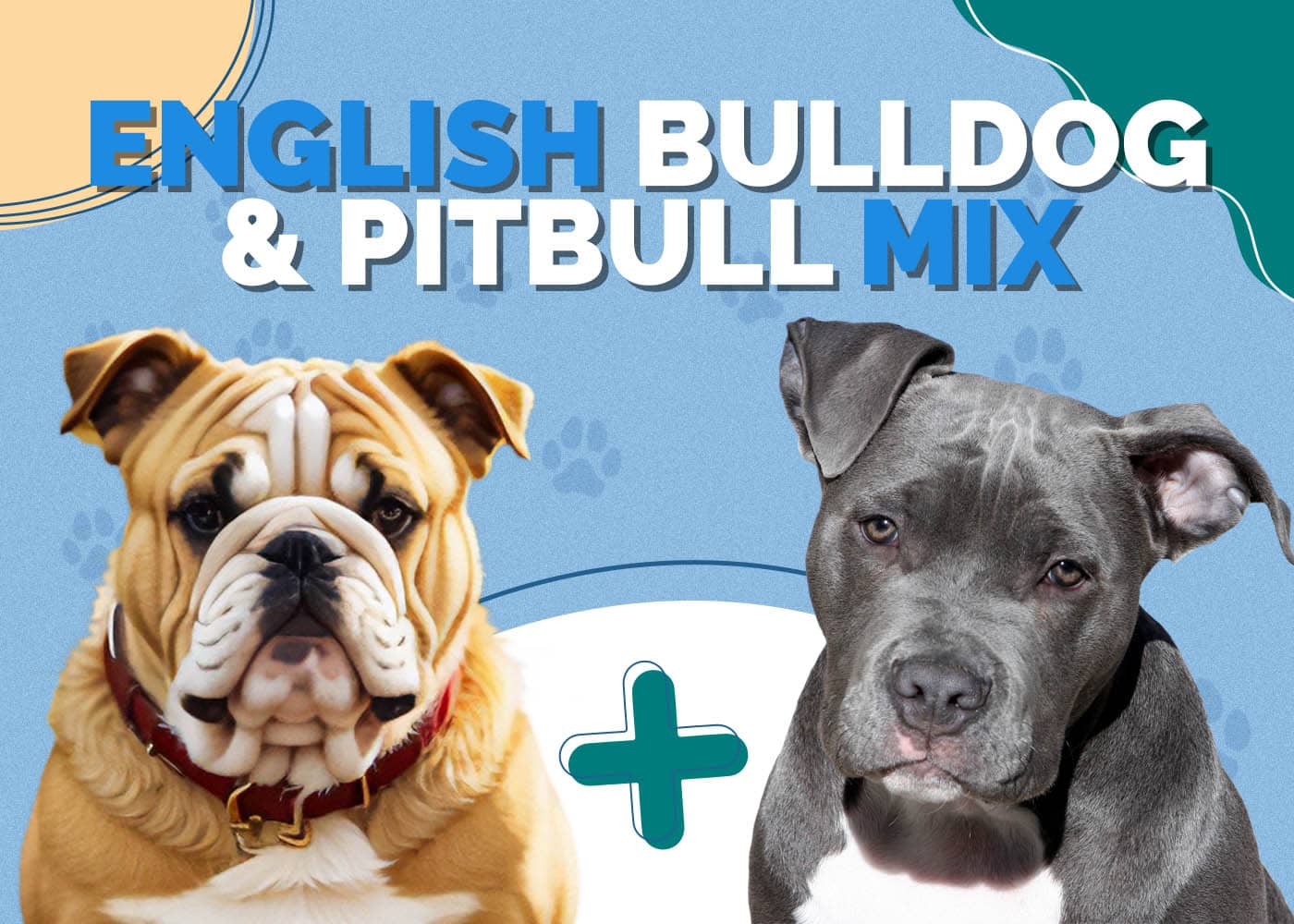 English Bulldog & Pitbull Mix: Info, Pictures, Facts, Traits