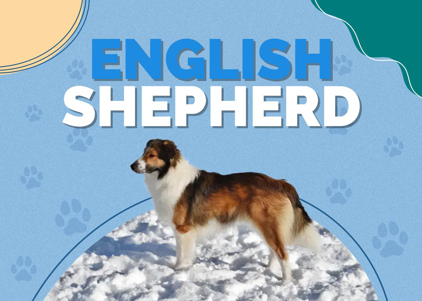 English Shepherd: Info, Pictures, Characteristics & More