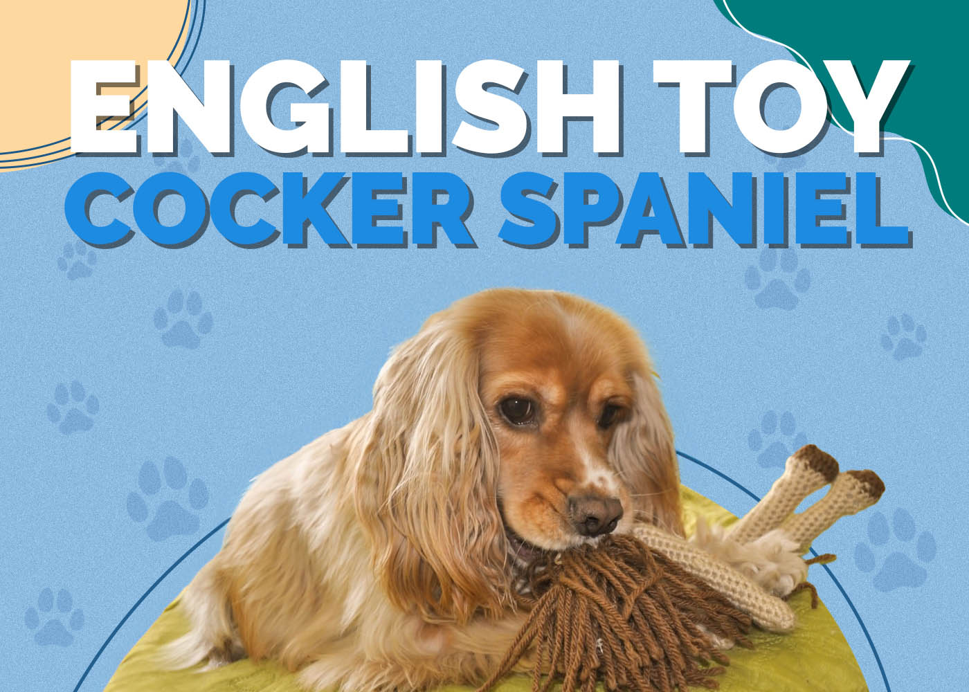 English Toy Cocker Spaniel (English/American Cocker Spaniel & English Toy Spaniel Mix): Info, Pictures, Characteristics & Facts