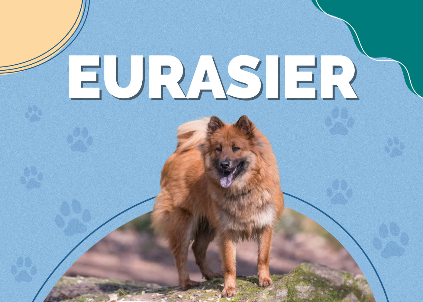Eurasier Dog: Breed Info, Pictures, Care Guide & Facts