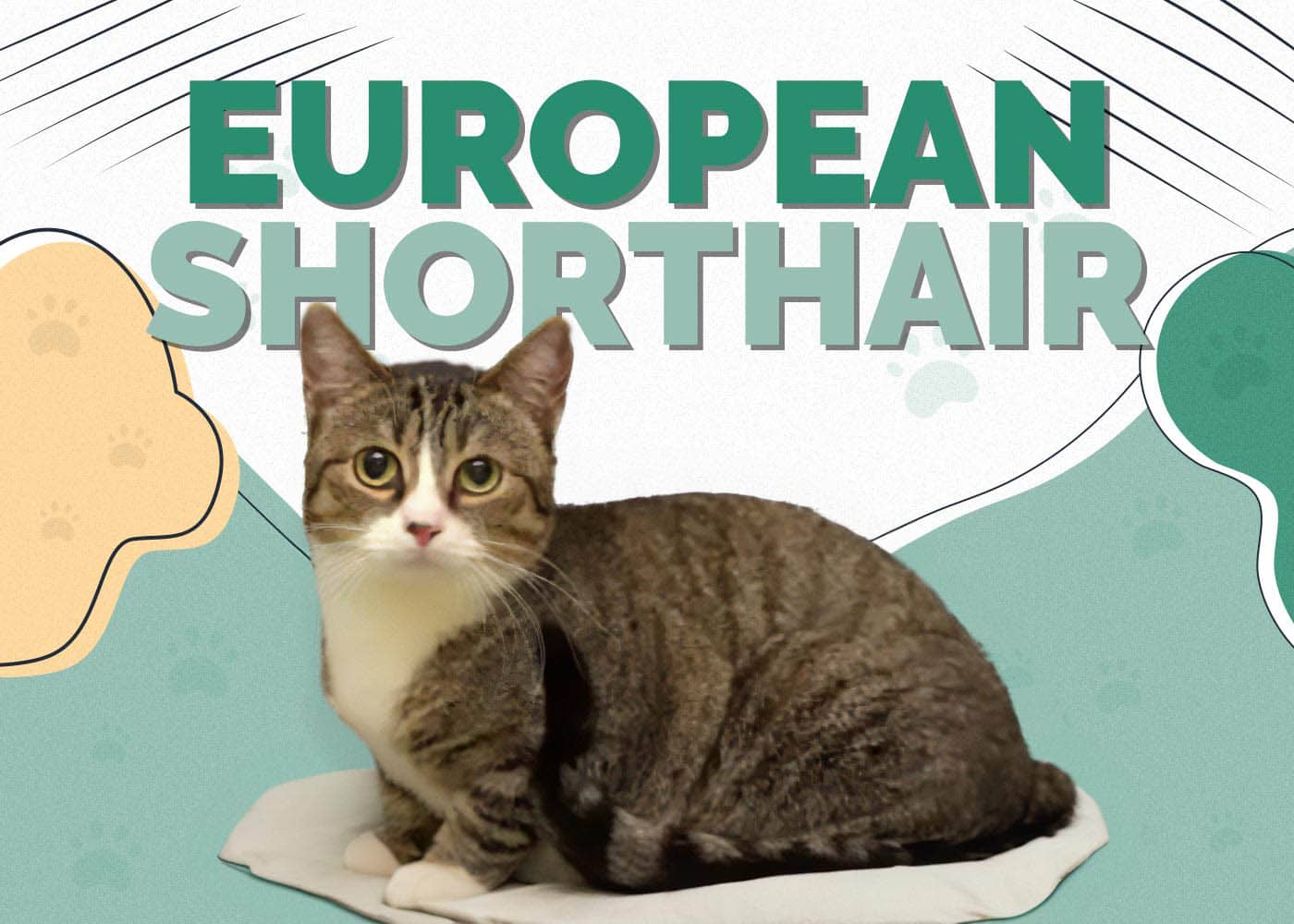 European Shorthair Cat: Info, Pictures, Characteristics & Traits