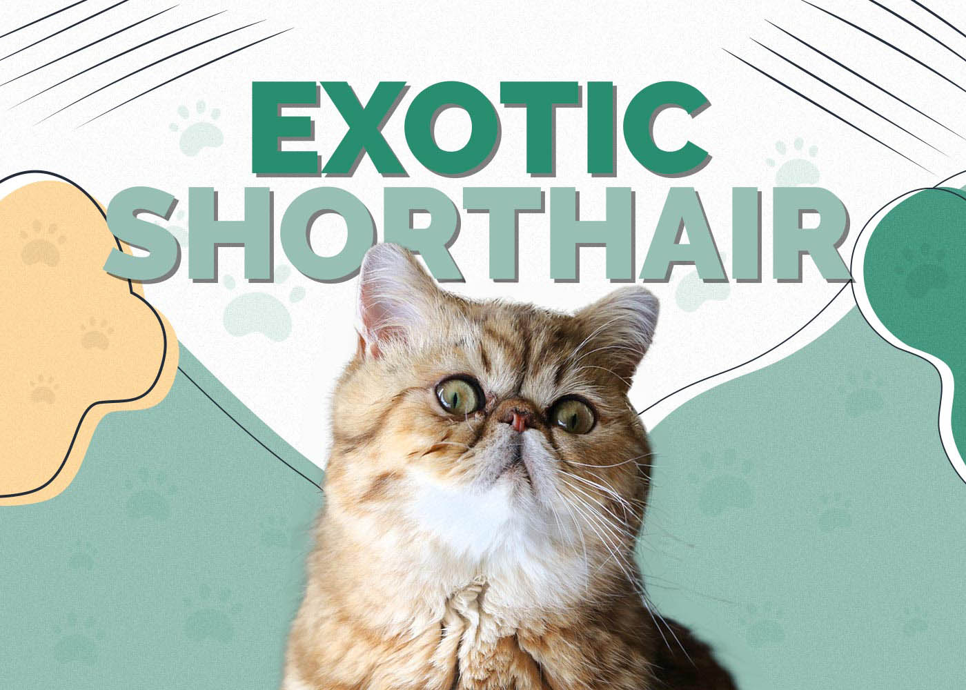 Exotic Shorthair Cat Breed: Info, Pictures, Care, Traits & Facts