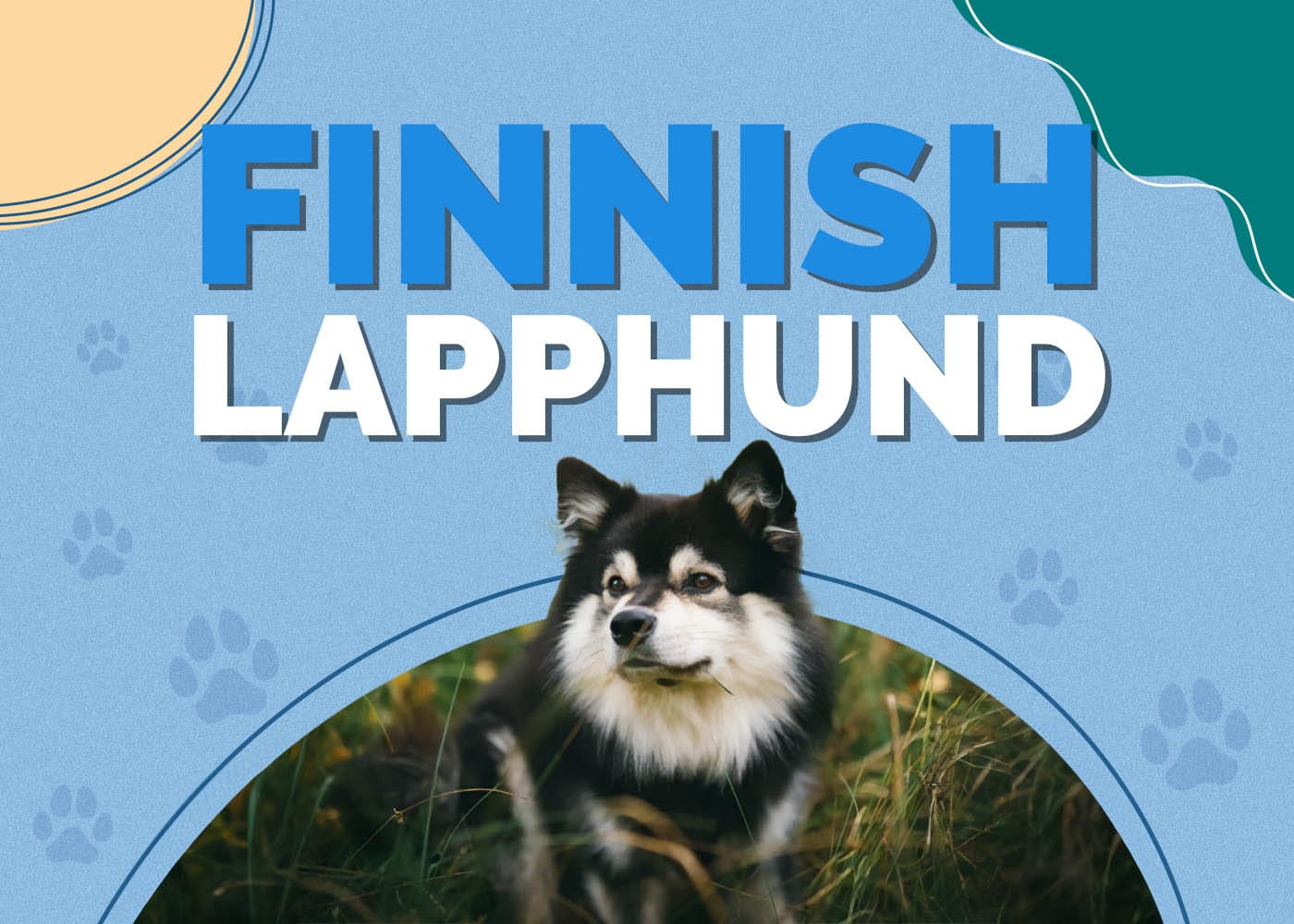 Finnish Lapphund: Info, Pictures, Characteristics & Facts