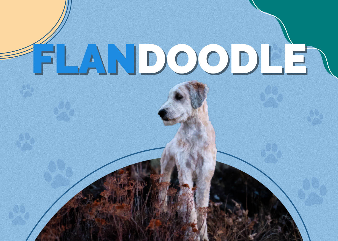 Flandoodle (Bouvier des Flandres & Poodle Mix): Info, Pictures, Characteristics & Facts